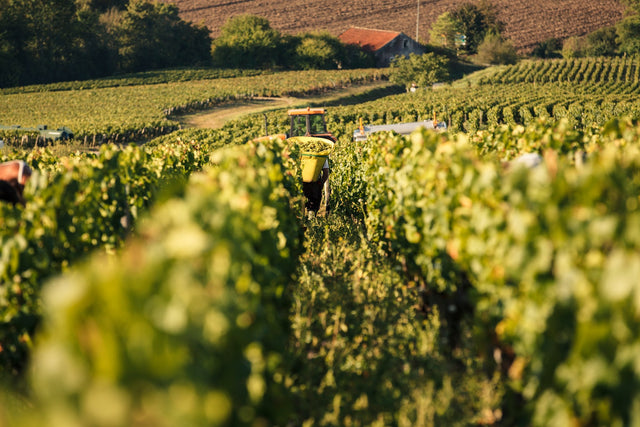 Domaine Louis Moreau