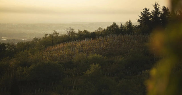 Michelas Saint Jemms - Cote Rotie Terres D'Arce - Aop Cote Rotie - 2020