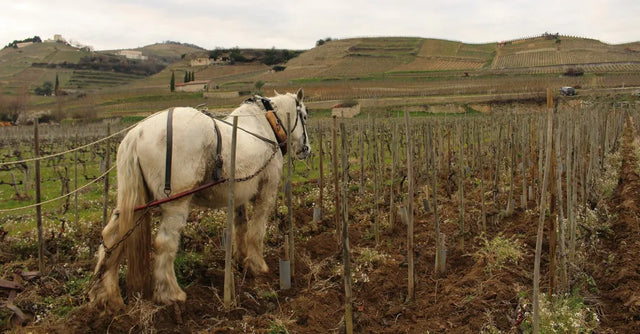 Michelas Saint Jemms - Cote Rotie Terres D'Arce - Aop Cote Rotie - 2020