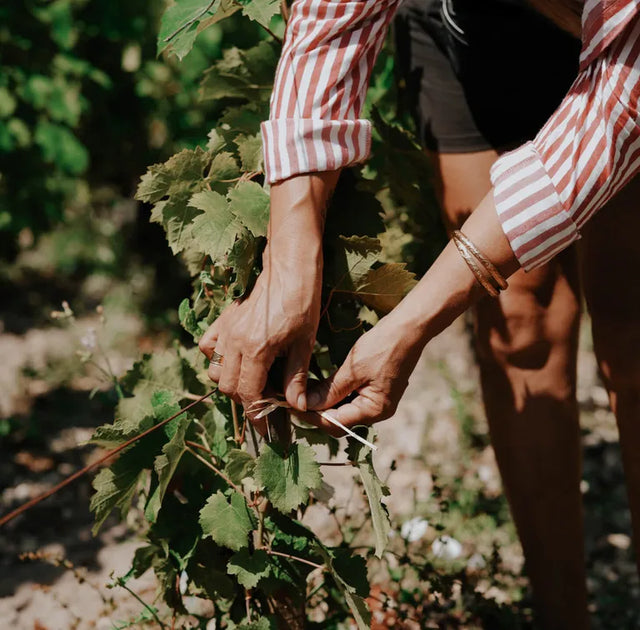 Chateau Le Crock - Chateau Le Crock - Rouge - 2018