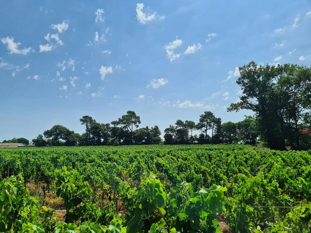 Chateau Hermitage Mazeyres - Chateau Hermitage Mazeyres Aop Pomerol - Rouge - 2020 - 0,75