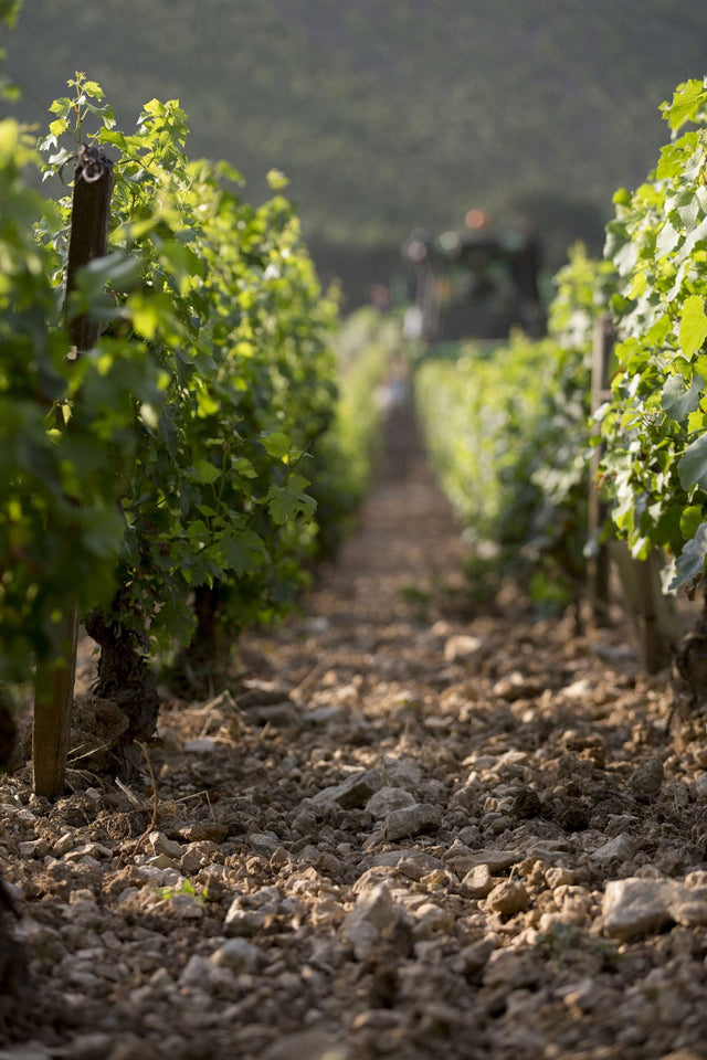 Domaine Thierry Mortet - Gevrey Chambertin - Rouge - 2021