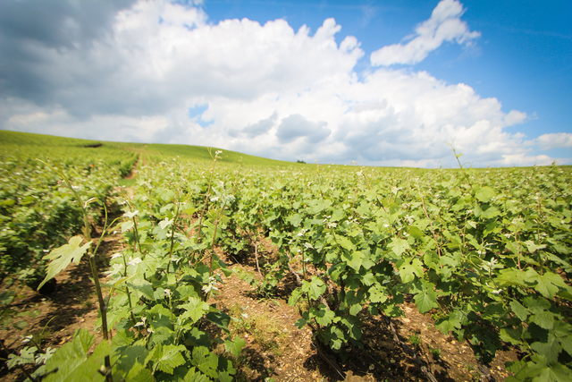Champagne Charles Mignon - Comte de Marne Grand Cru - Effervescent Blanc - NV
