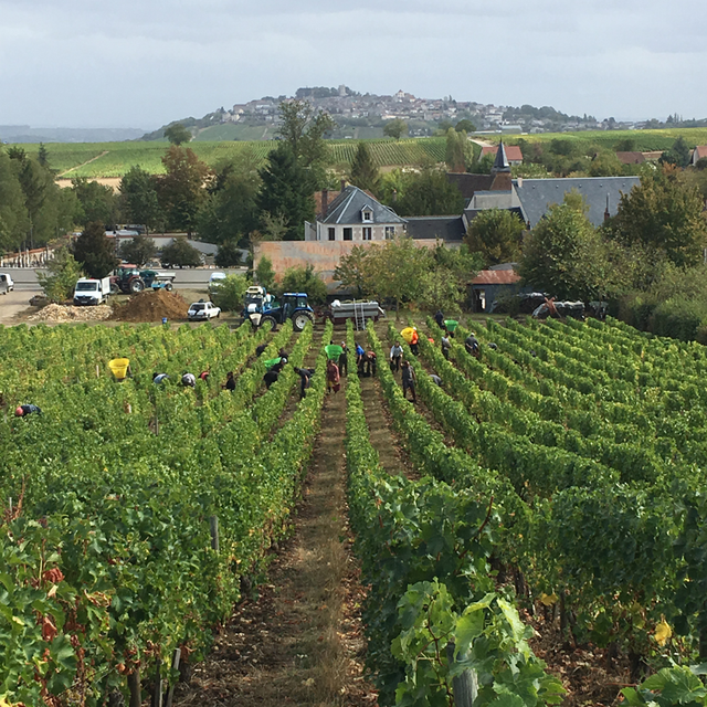 Pierre Prieur - Domaine de Saint Pierre - Sancerre - Blanc - 2023