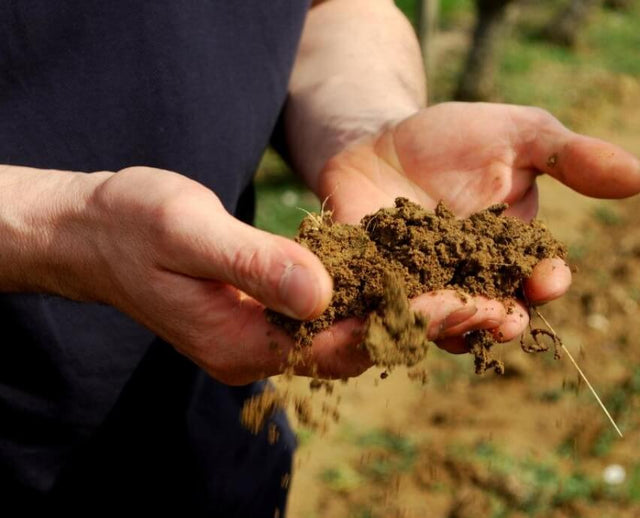 Leduc Frouin - Crémant de Loire - Effervescent Blanc - Crémant de Loire - NV