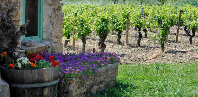 Domaine De Saint Siffrein - Cuvée Spéciale Terre D'Abel - Aop Chateauneuf Du Pape - 2019