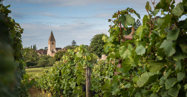 Domaine Laurent Mouton - Coteaux Bourguignons Les Fourneaux - Rouge - 2024