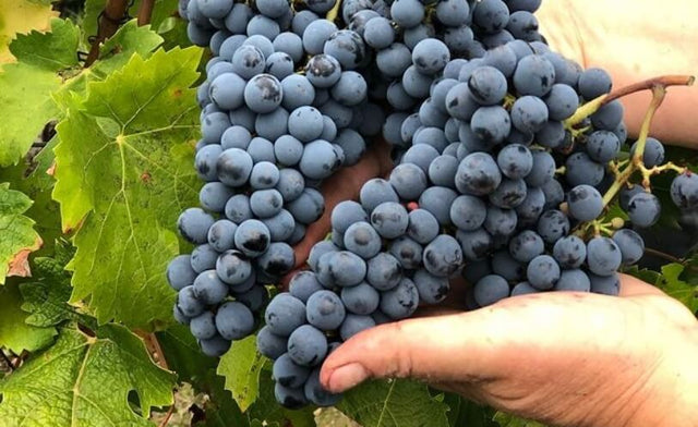 Leduc Frouin - Crémant de Loire - Effervescent Blanc - Crémant de Loire - NV