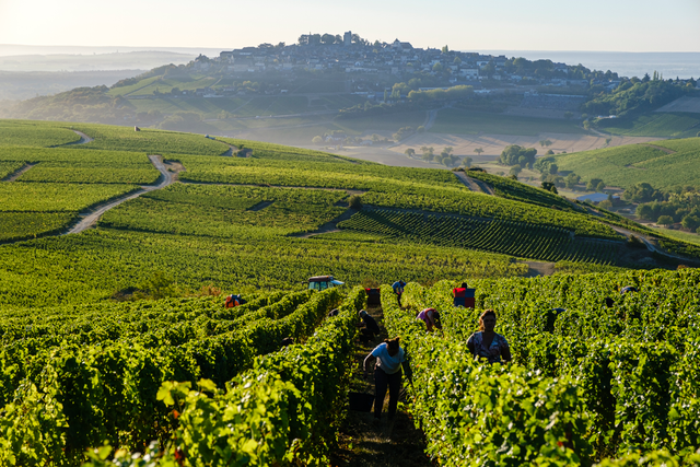 Pierre Prieur - Domaine de Saint Pierre - Sancerre Marechal Prieur - Blanc - 2022