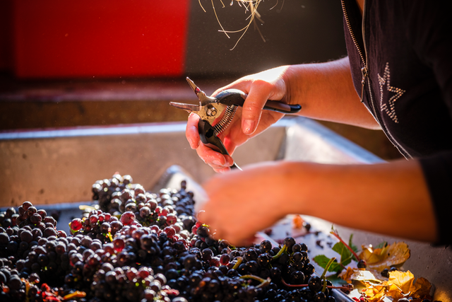 Pierre Prieur - Sancerre Les Silex - Blanc - 2023