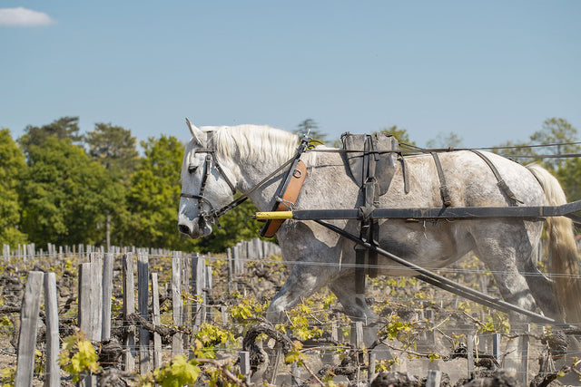 Chateau Pontet Canet - Chateau Pontet Canet Aop Pauillac - Rouge - 2021 - 0,75