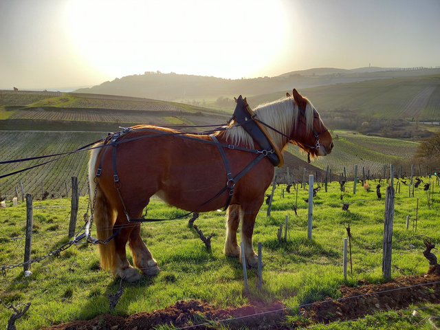 Pierre Prieur - Domaine de Saint Pierre - Sancerre Marechal Prieur - Blanc - 2022