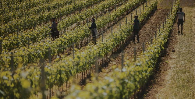 Michelas Saint Jemms - Cote Rotie Terres D'Arce - Aop Cote Rotie - 2020