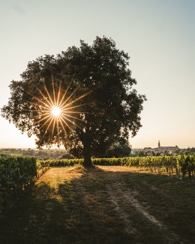 Chateau Pavie - Chateau Pavie Aop Saint Emilion Grand Cru - Rouge - 2019 - 0,75