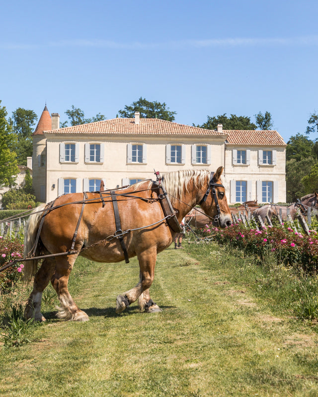 Chateau Troplong Mondot - Mondot Aop Saint Emilion Grand Cru - Rouge - 2019 - 0,75