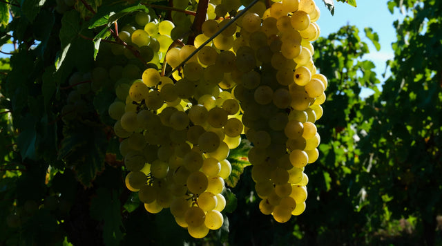 Nicolas Gaudry - Pouilly Fumé Cuvée G - Blanc - 2022 - 0,75