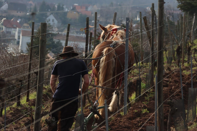 Domaine Kirrenbourg - Riesling Roche Granitique - Blanc - 2022 - 0,75