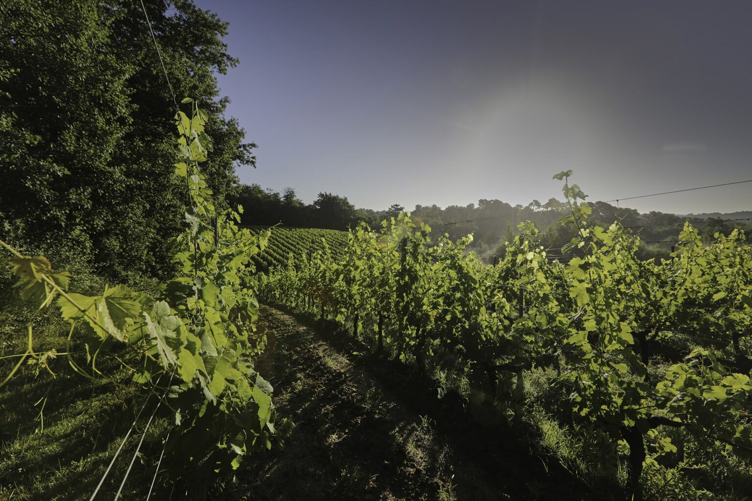 Vignobles Baylet - Chateau Landereau Prestige - Rouge - 2021 - 0,75