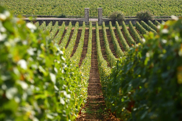 Domaine Capuano Ferreri - Chassagne Montrachet Cuvée Prestige - Blanc - 2022 - 0,75