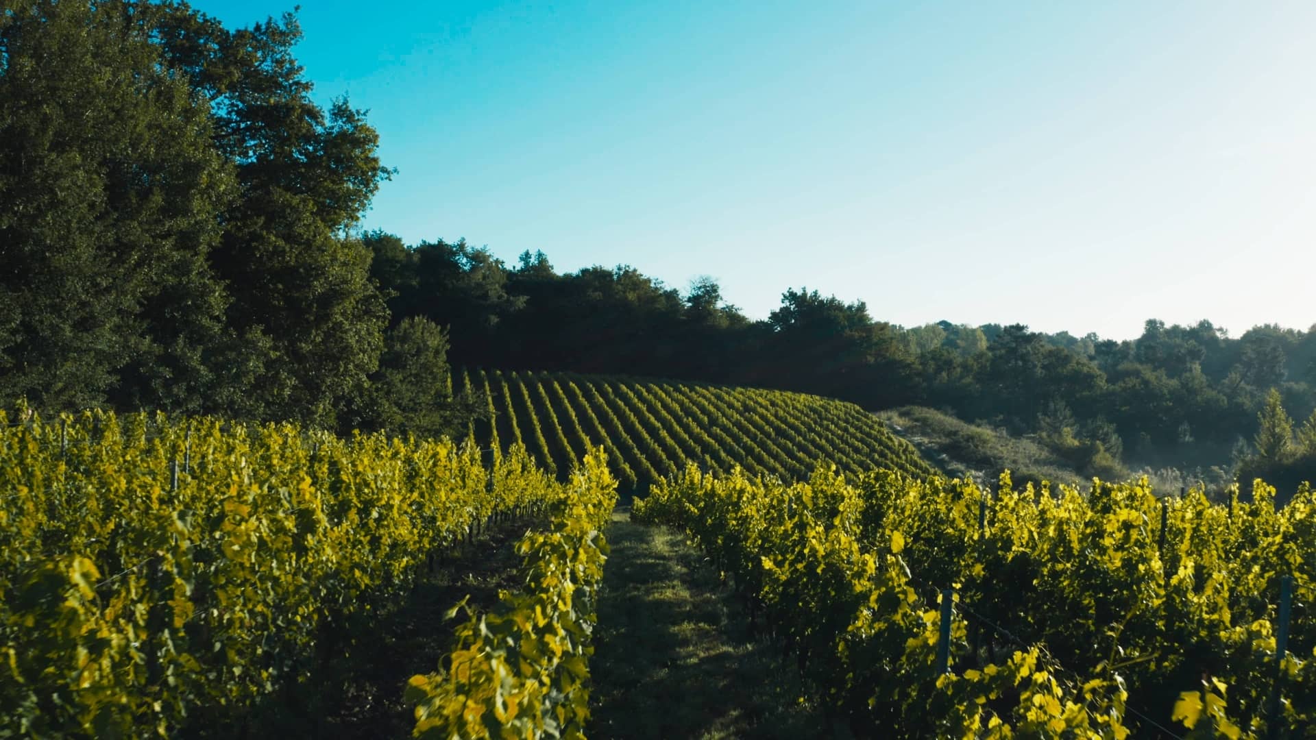 Vignobles Baylet - Chateau De L'Hoste Aop Bordeaux Supérieur - Rouge - 2020 - 0,75