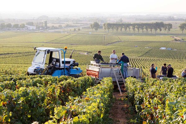 Domaine Joseph Voillot - Pommard vieilles vignes - Rouge - 2022 - 0,75