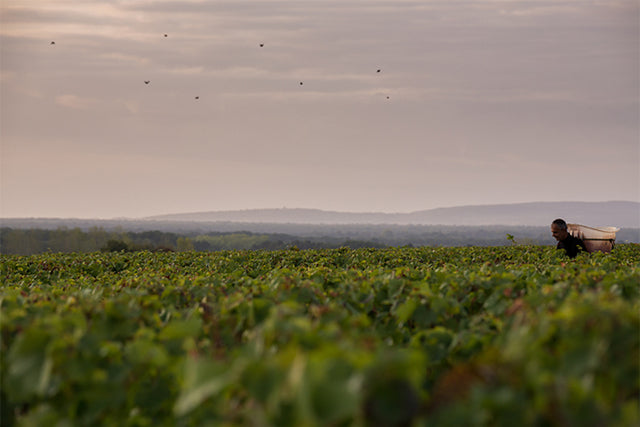 Domaine Laurent Mouton - Coteaux Bourguignons Les Fourneaux - Rouge - 2024