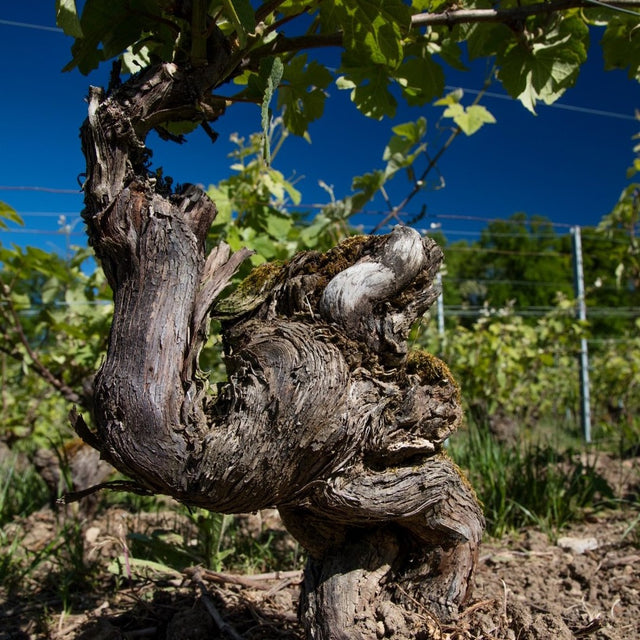 Champagne Charpentier - Millesime Act - Effervescent Blanc - 2018 - 0,75