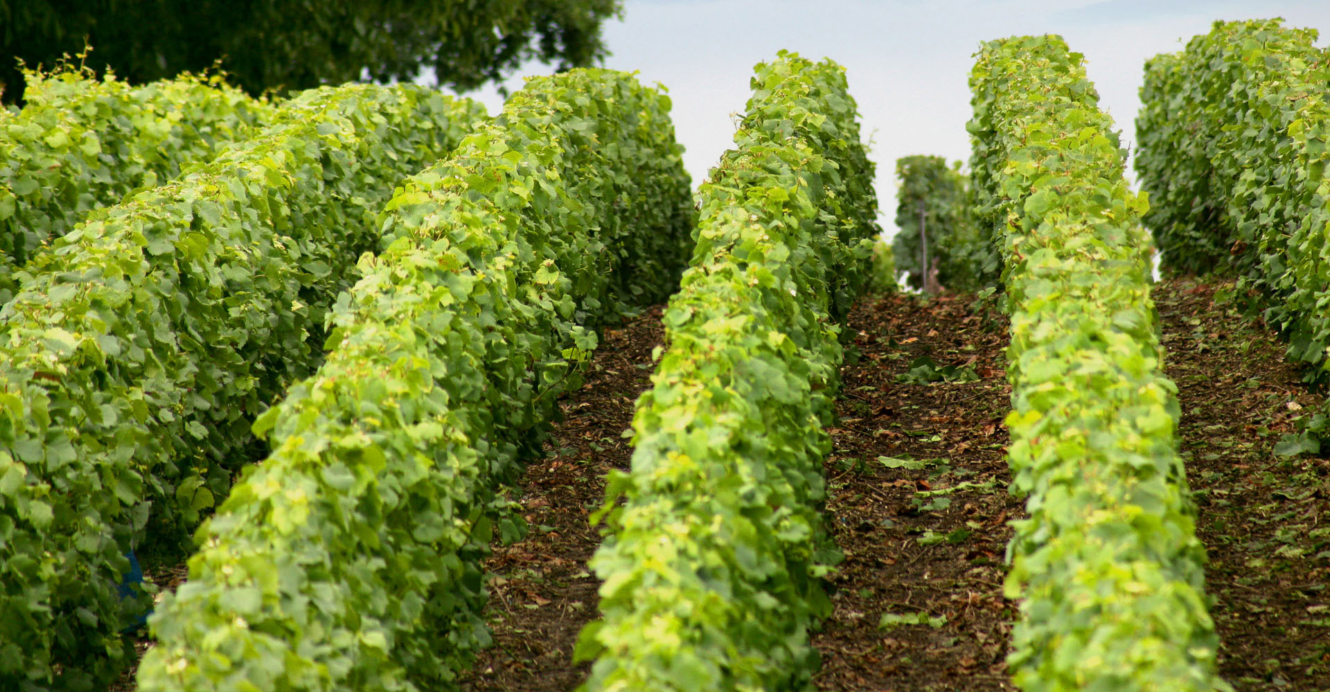 Domaine Chevillon Chezeaux - Nuits Saint Georges 1er Cru Aux Bousselots - Rouge - 2022 - 0,75