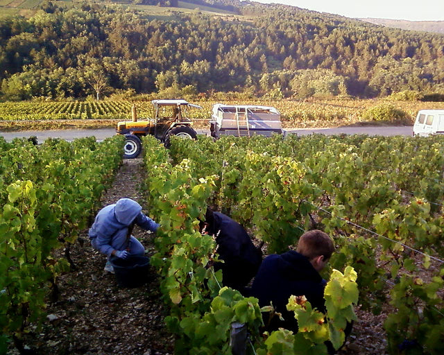 Domaine Germain Pere Et Fils - Bourgogne Hautes Cotes de Beaune - Rouge - 2022