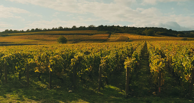 Domaine Desvignes - Givry - Rouge - 2023 - 0,75
